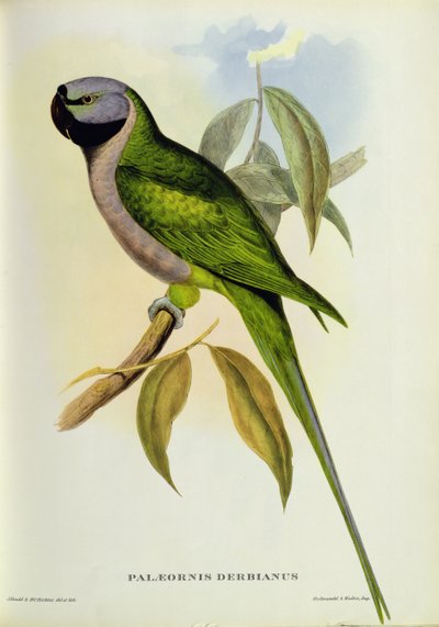 Parrocchetto: Palaeornis Derbianus, c.1850 da John Gould